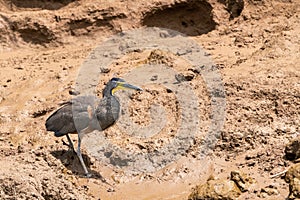 Bare-throated Tiger Heron (Tigrisoma mexicanum) in Costa Rica