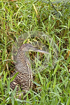 bare-throated tiger heron, Tigrisoma mexicanum, is hiding in the grass. Costa Rica