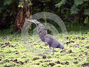 bare-throated tiger heron, Tigrisoma mexicanum, is hiding in the grass. Costa Rica