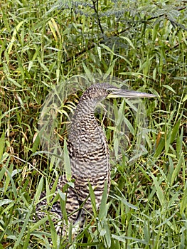 Bare-throated tiger heron. Tigrisoma mexicanum, hiding in tall grass. Costa Rica