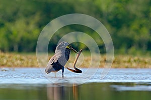 Bare-throated Tiger-Heron, Tigrisoma mexicanum, with kill fish. Action wildlife scene from Costa Rica nature. Animal feeding behav