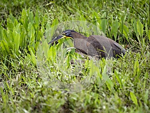 Bare-throated Tiger Heron, Tigrisoma mexicanum, looking for food in the grass, Costa Rica