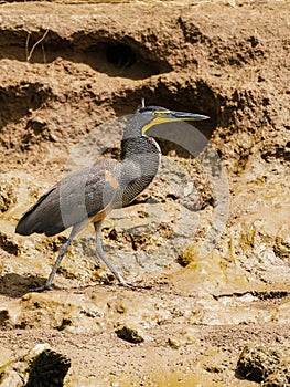 Bare-throated Tiger Heron (Tigrisoma mexicanum) on a muddy riverbank in Costa Rica