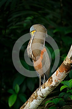 Bare-throated Tiger-Heron, Tigrisoma mexicanum, in nature green vegetation. Water bird from tropical jungle. Wildlife scene from