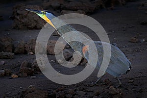 Bare-throated Tiger-Heron, Tigrisoma mexicanum, in nature green vegetation. Water bird from tropical jungle. Wildlife scene from