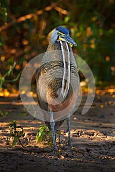 Bare-throated Tiger-Heron, Tigrisoma mexicanum, in nature green vegetation. Water bird from tropical jungle. Wildlife scene from