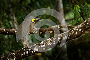 Bare-throated Tiger-Heron, Tigrisoma mexicanum, in nature green vegetation. Water bird from tropical jungle. Wildlife scene from n