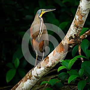 Bare-throated Tiger-Heron, Tigrisoma mexicanum, in nature green vegetation. Water bird from tropical jungle. Wildlife scene from n