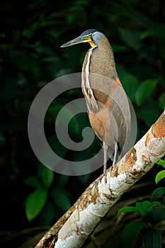 Bare-throated Tiger-Heron, Tigrisoma mexicanum, in nature green vegetation. Water bird from tropical jungle. Wildlife scene from n