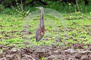 Bare-throated tiger heron - Tigrisoma mexicanum. River Rio Bebedero, Refugio de Vida Silvestre Cano Negro, Costa Rica wildlife photo