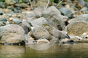 Bare-throated Tiger Heron (Tigrisoma mexicanum) searching the edge of a rocky river for prey in Costa Rica