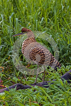 Bare-throated tiger heron (Tigrisoma mexicanum) in Tortuguero National Park (Costa Rica)