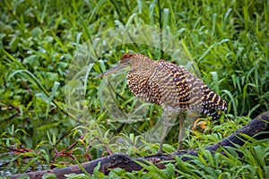 Bare-throated tiger heron (Tigrisoma mexicanum) in Tortuguero National Park (Costa Rica)