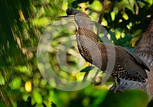 Bare-throated Tiger-heron - Tigrisoma mexicanum is a wading bird of the heron family, Ardeidae