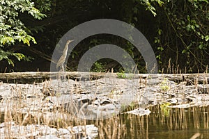 Bare-throated tiger heron on a tree trunk