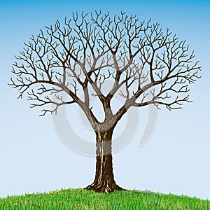 Bare tree photo