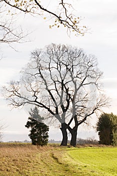 Bare tree