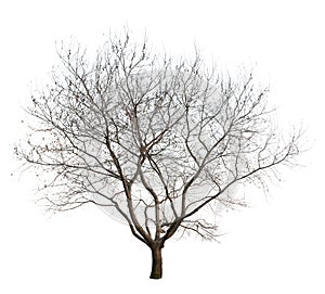 Bare Tree