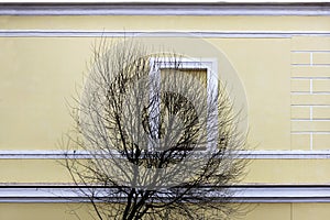 A bare tree against the background of a window and a beige wall of a house.