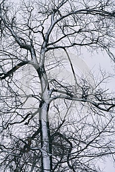 A bare tree against a cloudy sky, snow covered on the trunk and branches of a tree