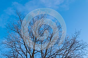 Bare tree in the forest against the blue sky.