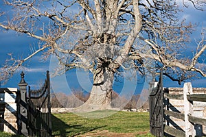 Bare Tree against Stormy Sky