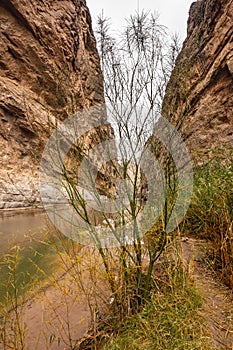 Bare Tree Along Rio Grande In Santa Elana Canyon