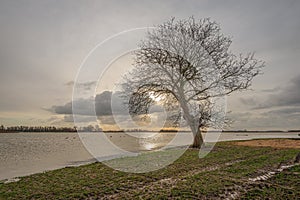 Bare tree as a silhouette at the setting sun