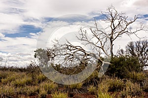 Bare tree in Australian desert, outback in Northern Territory, Australia