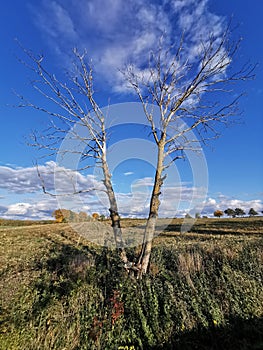 Bare tree in autumn on a sunny day