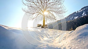 bare tree banches with sun backlight on winter morning snow beautiful background