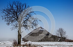 Bare tree and barn