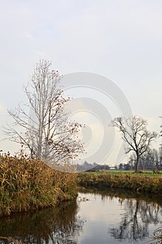 Bare tree on a bend in a stream of water bordered by reeds with reflections of the sky and trees in the water