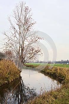Bare tree on a bend in a stream of water bordered by reeds with reflections of the sky and trees in the water