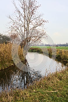 Bare tree on a bend in a stream of water bordered by reeds with reflections of the sky and trees in the water