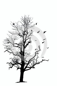 Bare tree and birds