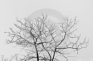 Bare tree in black and white