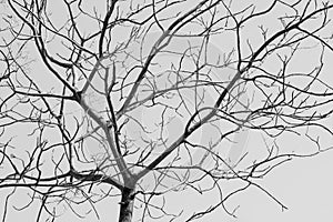 Bare tree in black and white