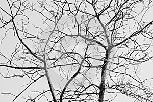 Bare Tree in Black and White