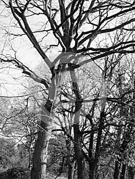 Bare Tree in Black and White in spring light