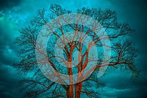 Bare tree, blue sky