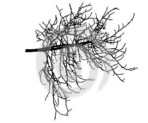 Bare tree branch without leaves, silhouette. Vector illustration