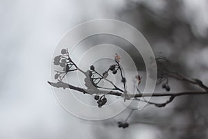 Bare tree branch in morning mist photo