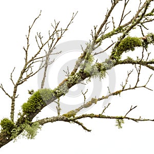 Bare Tree Branch with Moss and Lichen