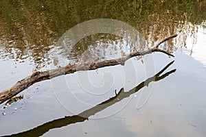 Bare tree branch reflecting int he waterpond of the Beauchamp wetlands, Arles, France