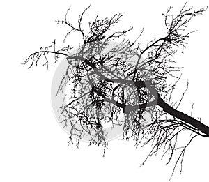 Bare tree branch silhouette on white background. Tree branch without foliage. Vector illustration