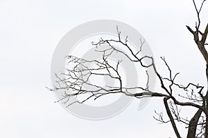 Bare tree branches