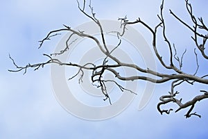 Bare tree branches