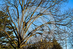 Bare Tree Branches