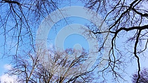 Bare tree branches against blue sky